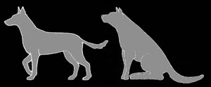 YouSmartDog - Canine Postures