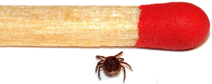 Erwachsene Braune Hundezecke (m) im Gr&ouml;&szlig;envergleich: